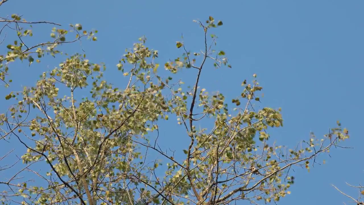 秋日天空下随风摇晃的树叶视频素材