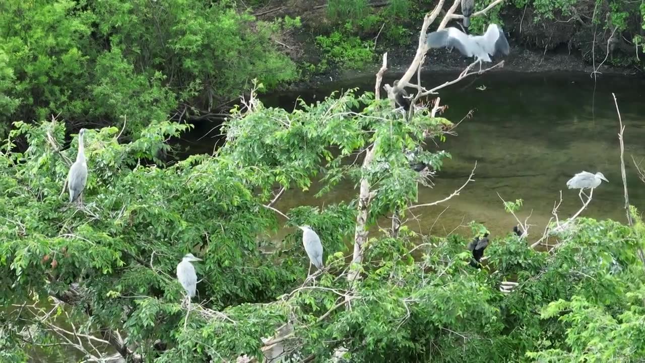 湿地水岸树林水鸟视频素材