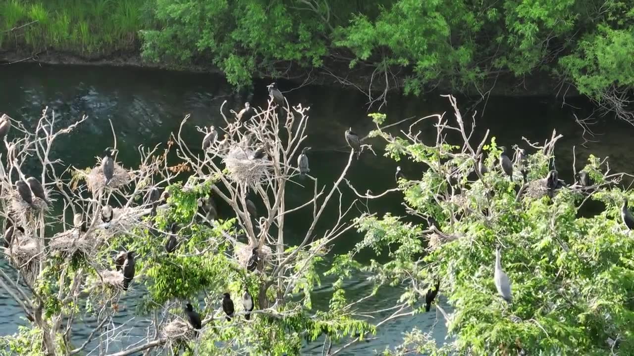 湿地水岸树林水鸟视频素材