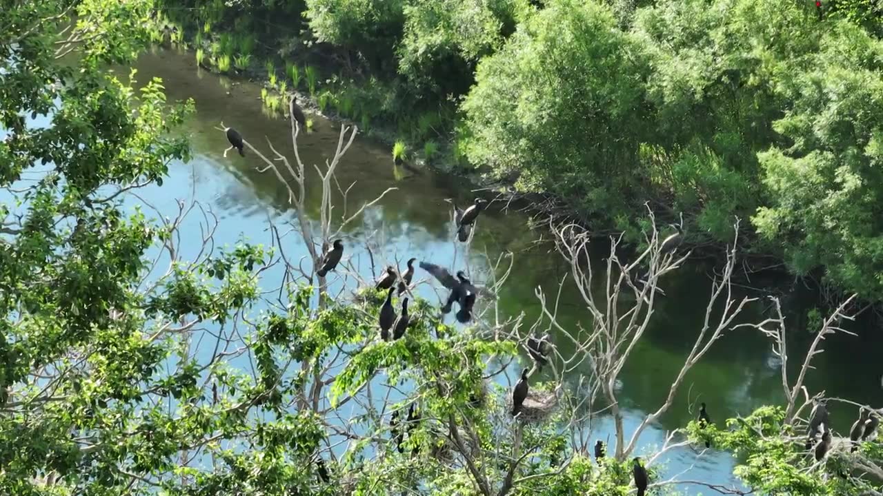 湿地水岸树林水鸟视频素材