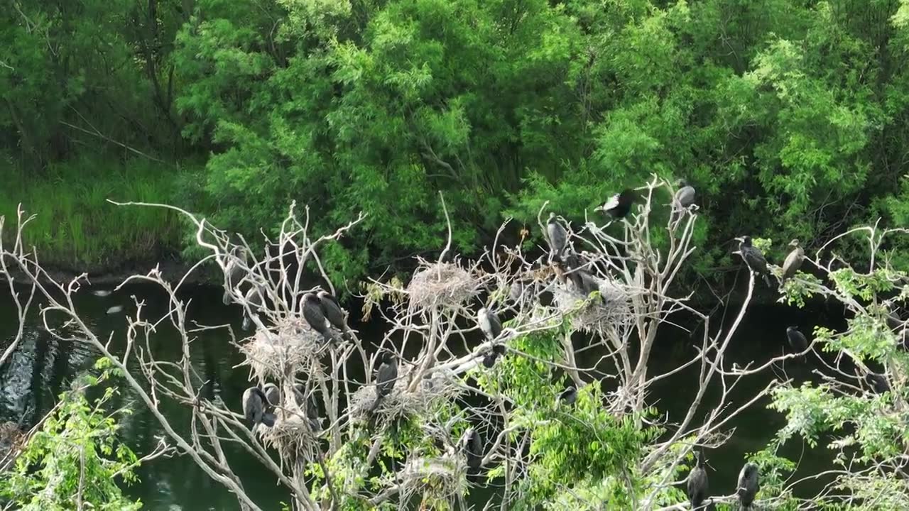 湿地水岸树林水鸟视频素材