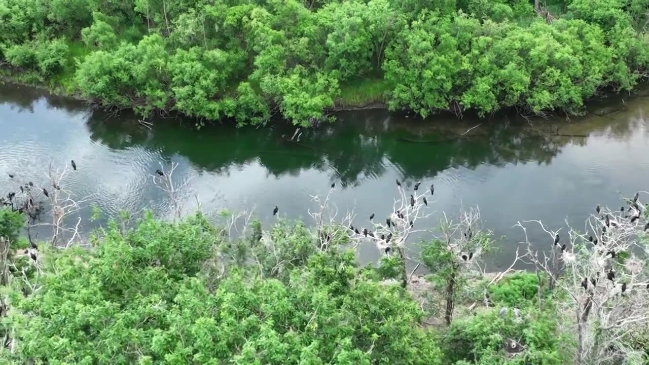 湿地水岸树林水鸟视频素材