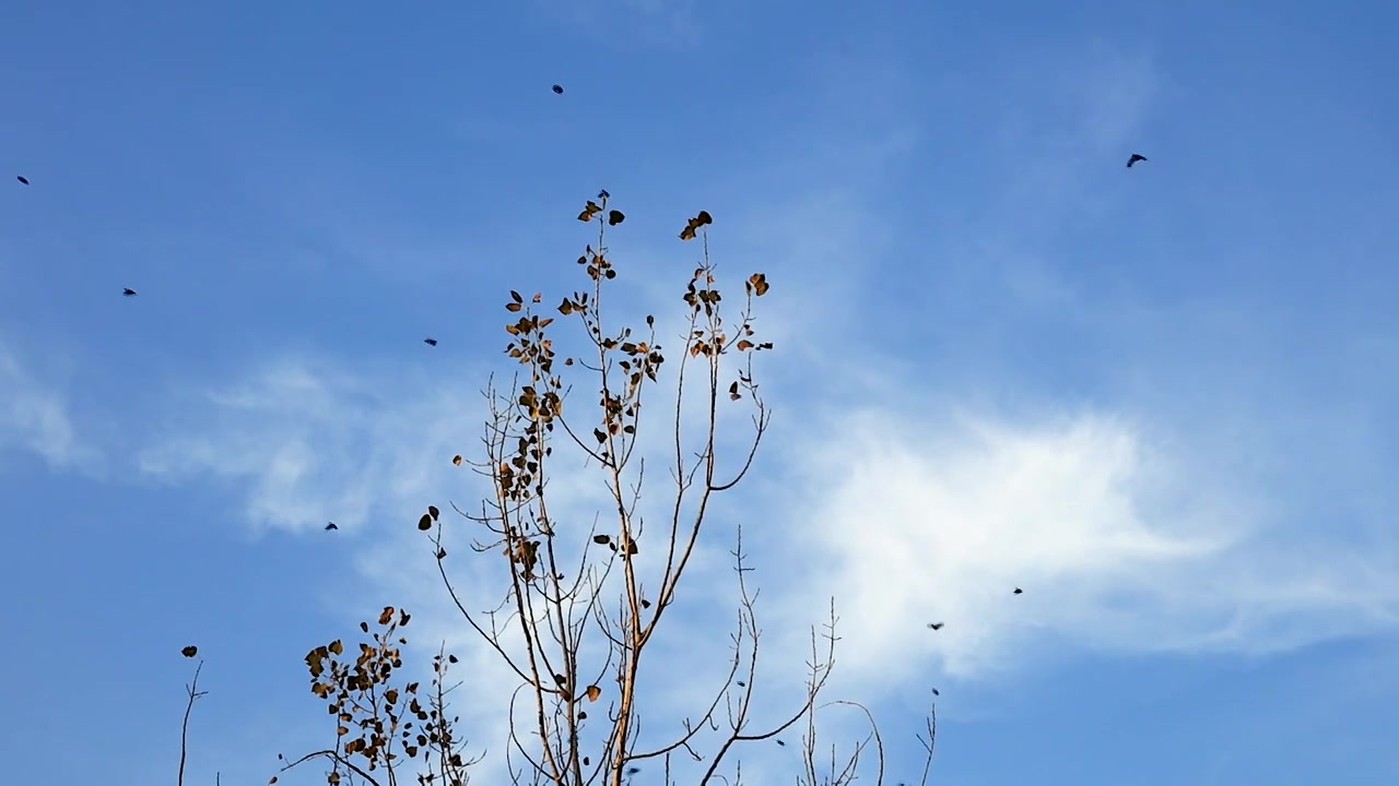 秋日的晴空下大群的小鸟从树梢上空盘旋飞过视频素材