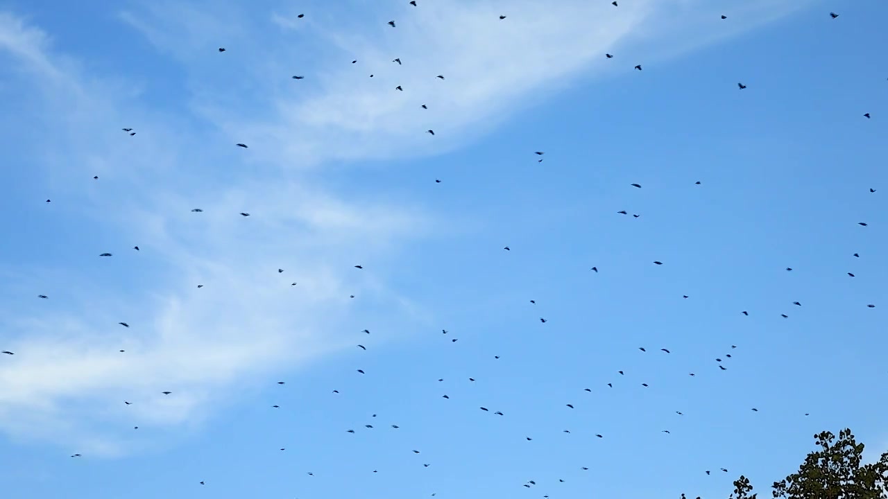 秋日的晴空下大群的小鸟从树梢上空盘旋飞过视频素材