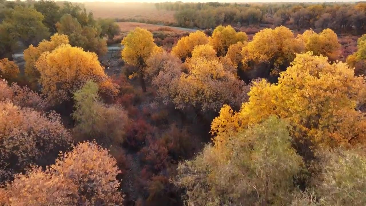 新疆胡杨林秋景秋天层林航拍视频素材