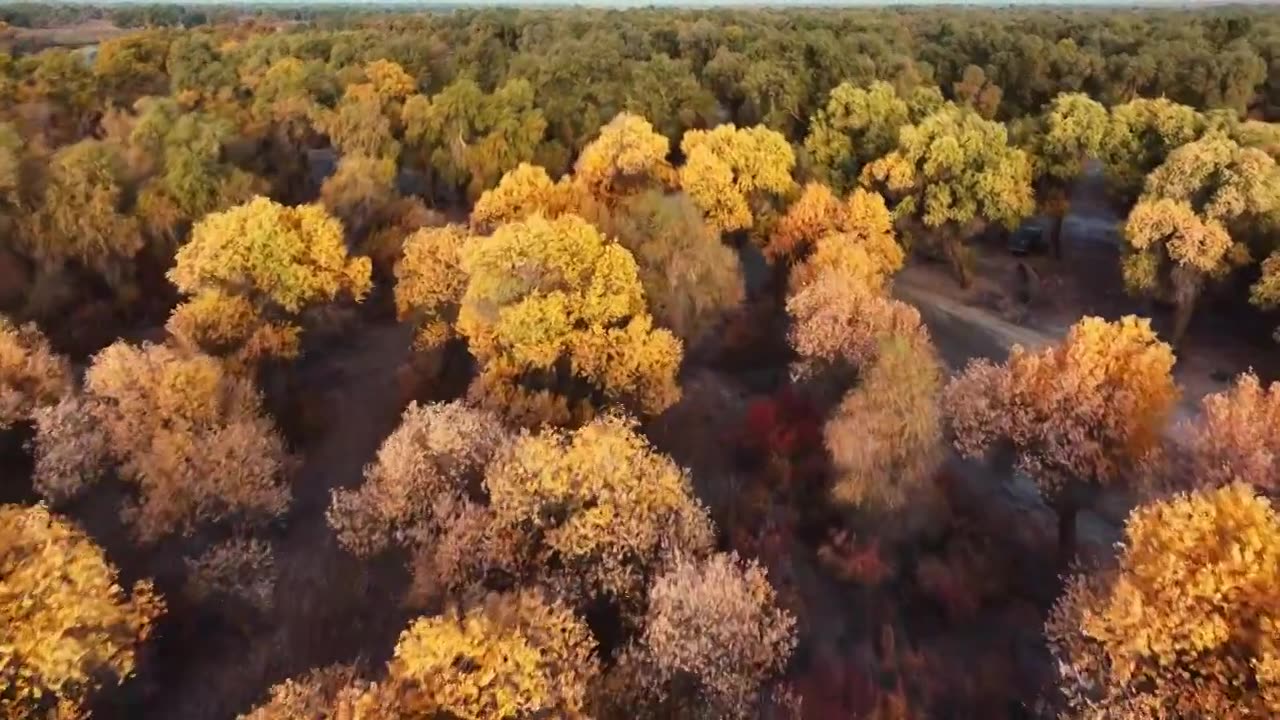 新疆胡杨林秋景秋天层林航拍视频素材