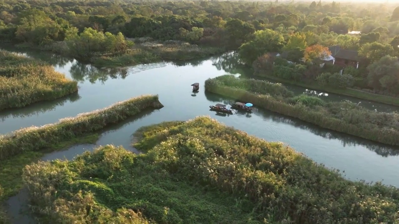 杭州西溪湿地秋天的芦苇荡视频下载