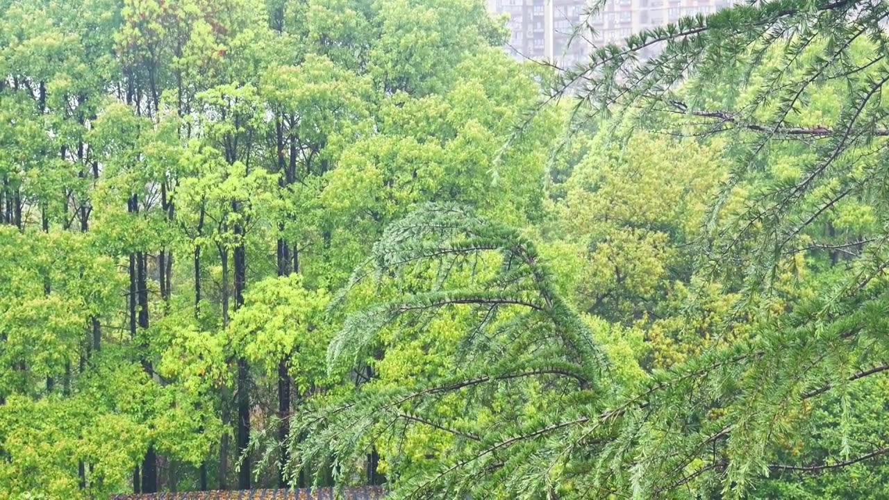 公园大自然雨季下雨雨滴树林树叶雨水视频素材