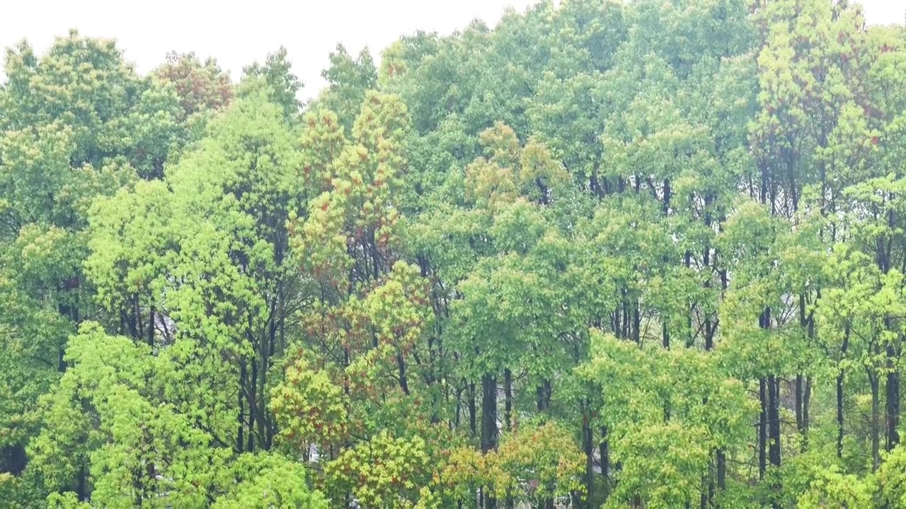 公园大自然雨季下雨雨滴树林树叶雨水视频素材