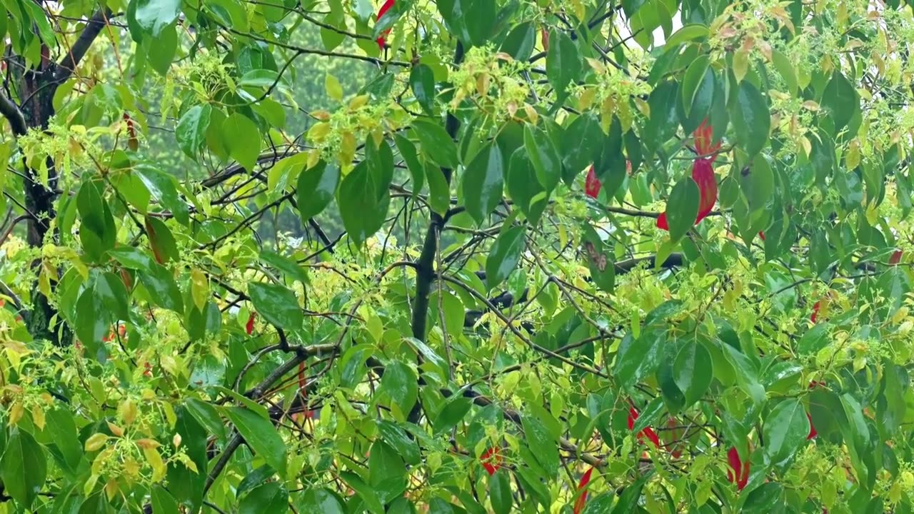 公园大自然雨季下雨雨滴树林树叶雨水视频素材