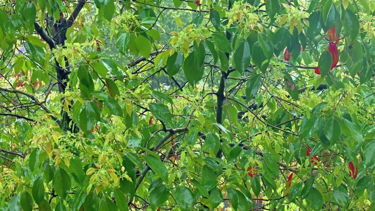 公园大自然雨季下雨雨滴树林树叶雨水视频素材