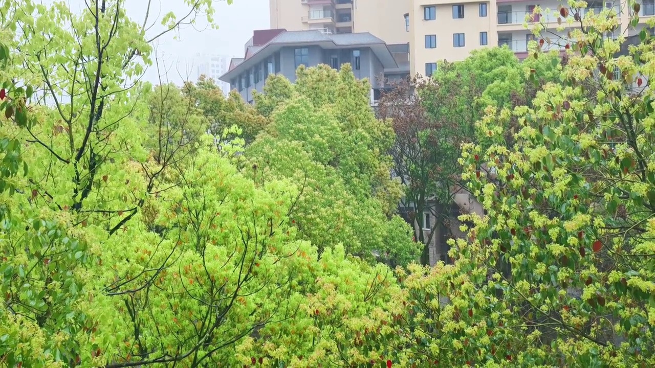 公园大自然雨季下雨雨滴树林树叶雨水视频素材