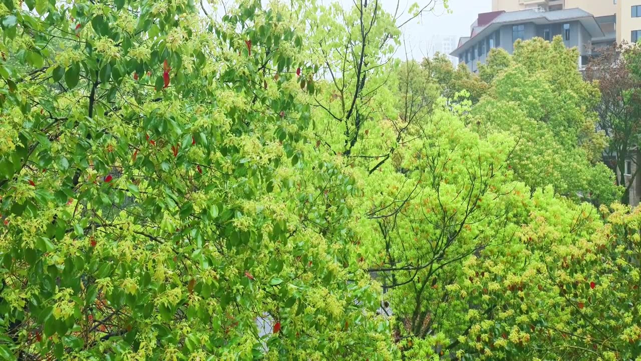 公园大自然雨季下雨雨滴树林树叶雨水视频素材