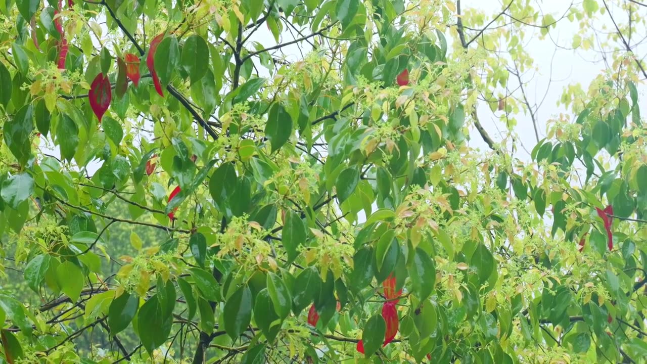 公园大自然雨季下雨雨滴树林树叶雨水视频素材