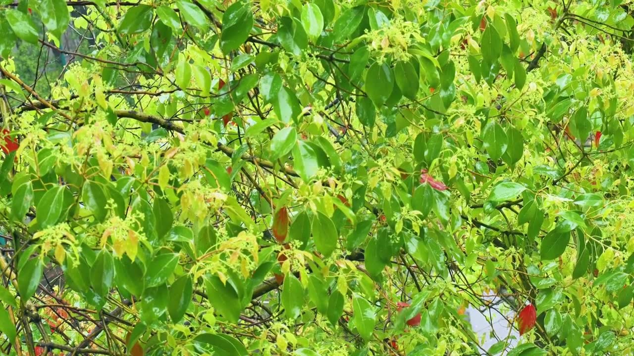 公园大自然雨季下雨雨滴树林树叶雨水视频素材