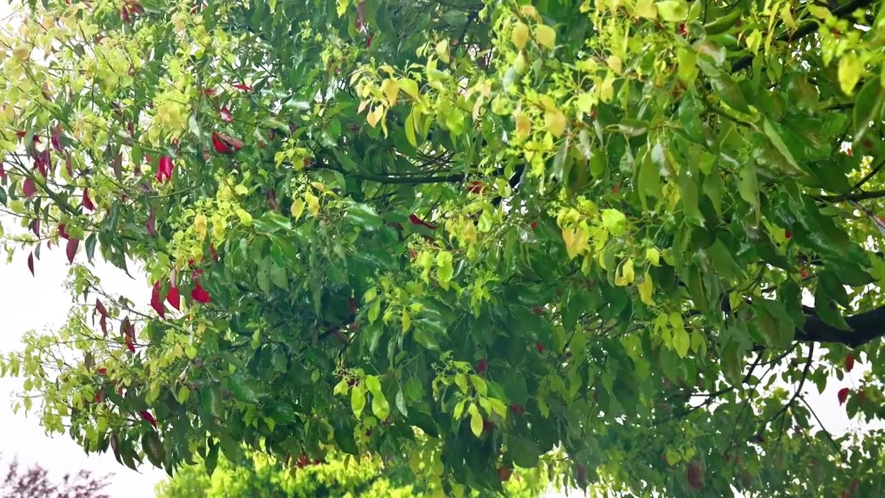 公园大自然雨季下雨雨滴树林树叶雨水视频素材