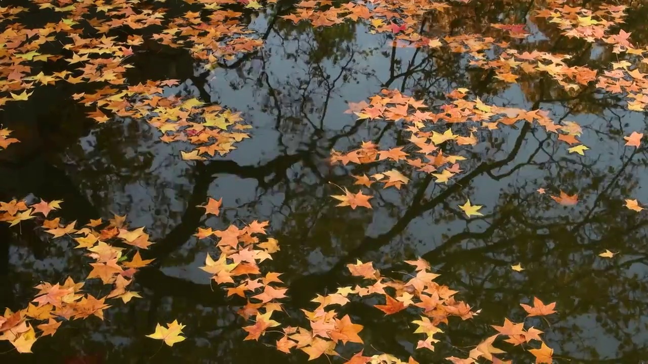 水中的枫叶视频素材