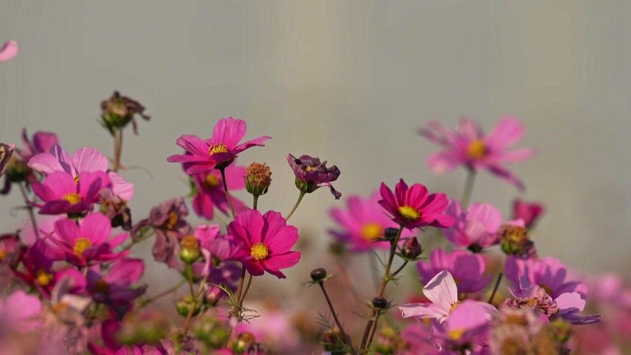 阳光下盛开的格桑花视频素材