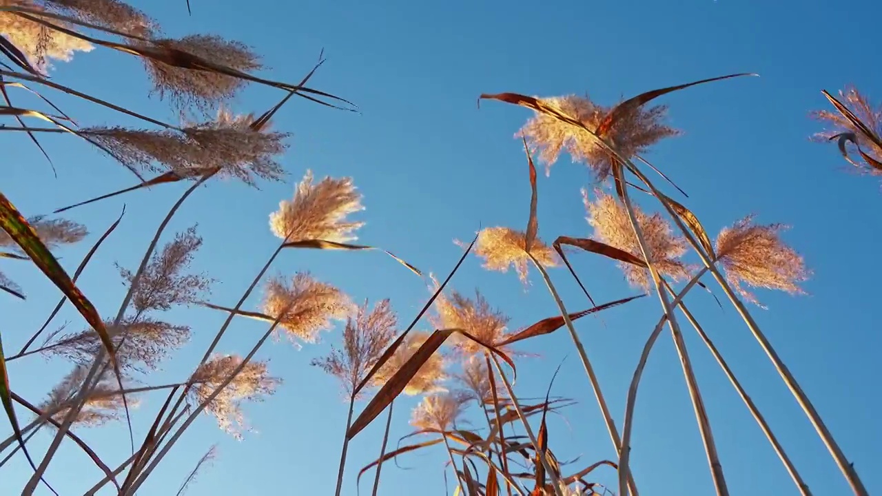 秋天唯美芦苇花空镜视频素材