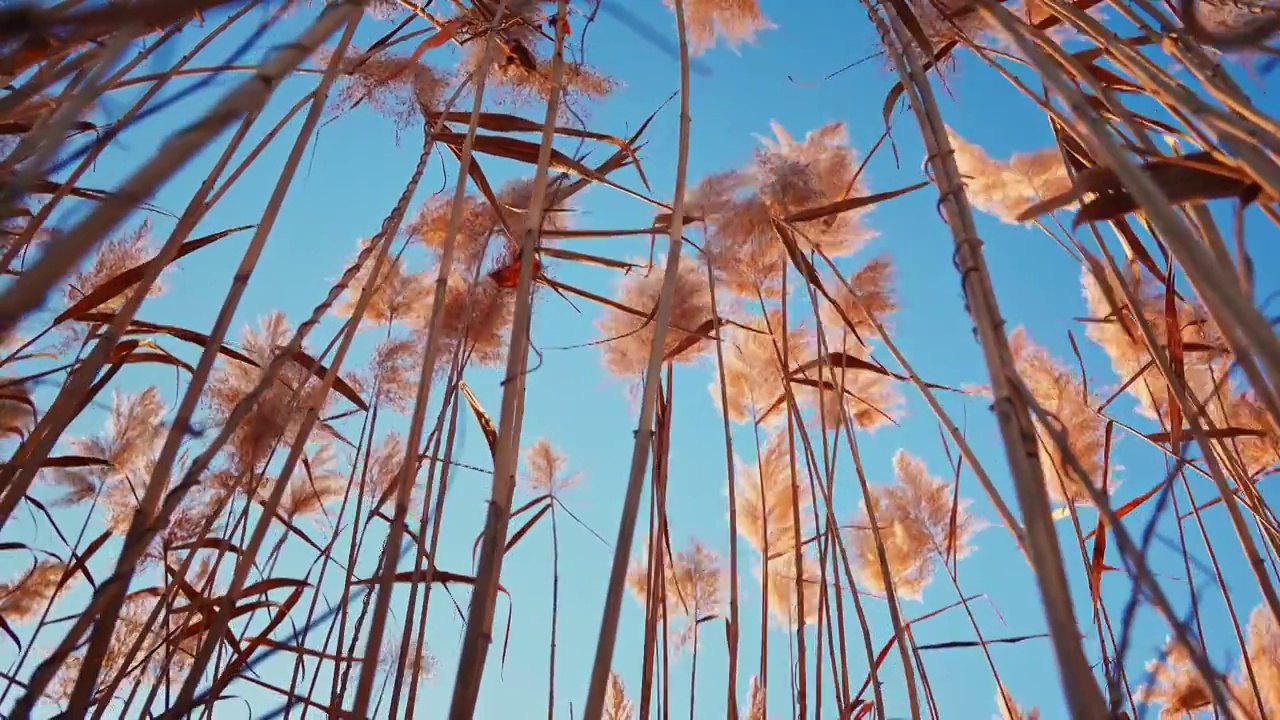 秋天唯美芦苇花空镜视频素材