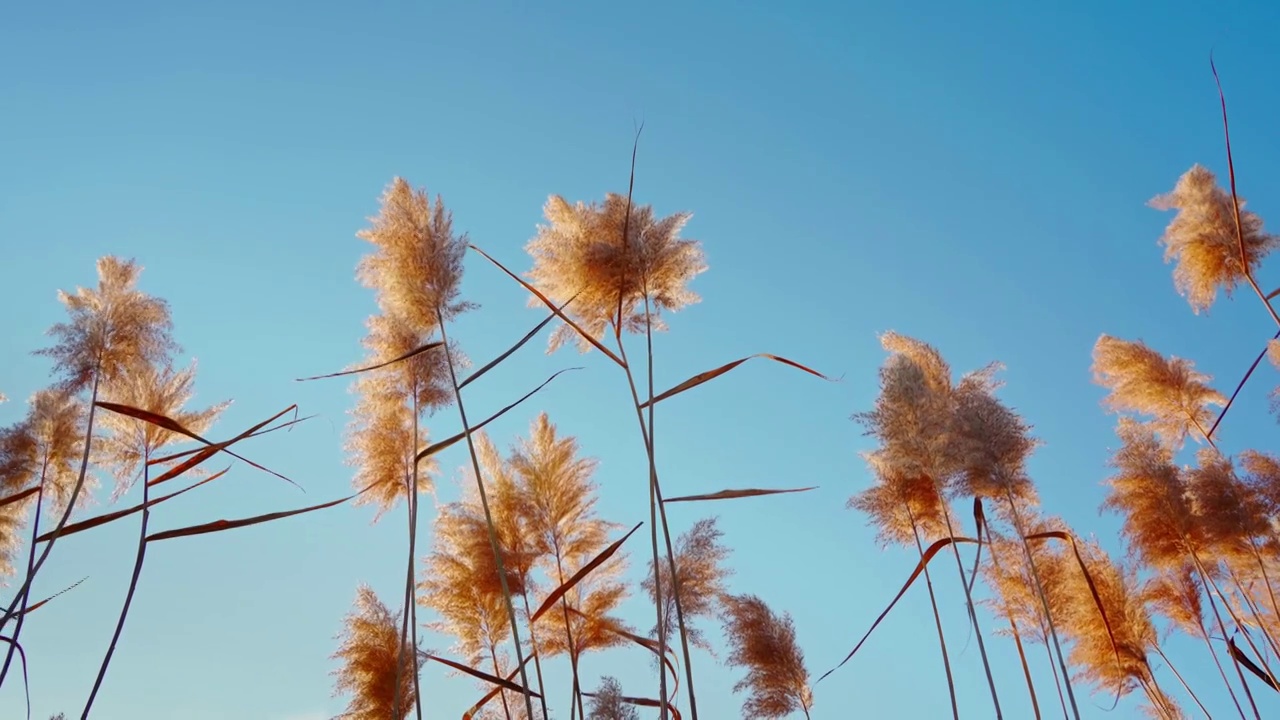 秋天唯美芦苇花空镜视频素材