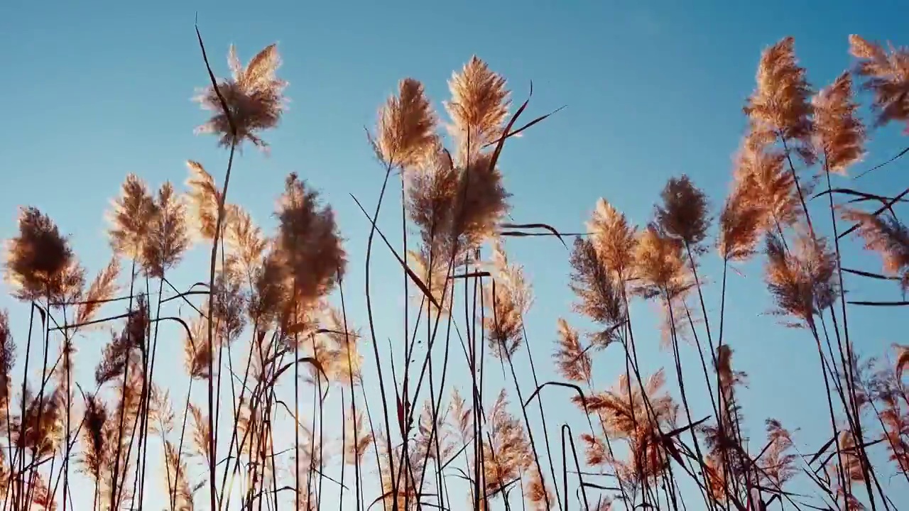 秋天唯美芦苇花空镜视频素材