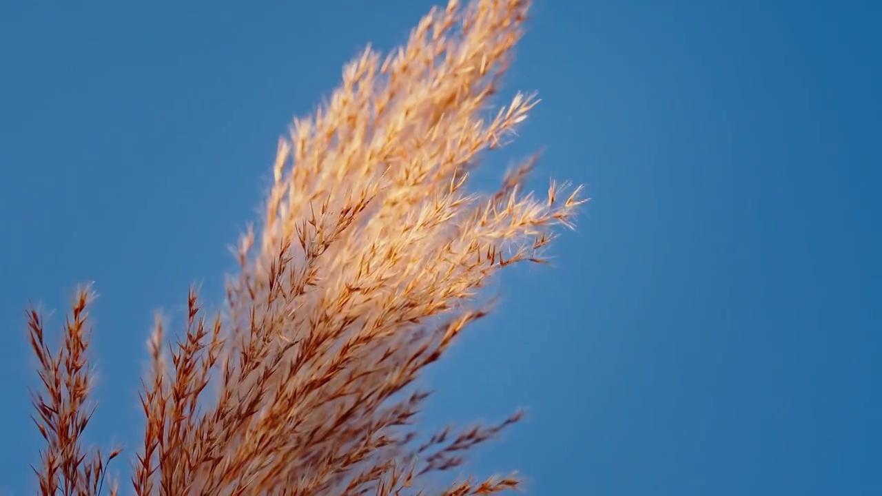 秋天唯美芦苇花空镜视频素材