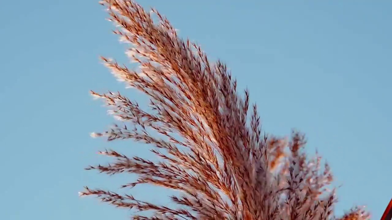 秋天唯美芦苇花空镜视频素材