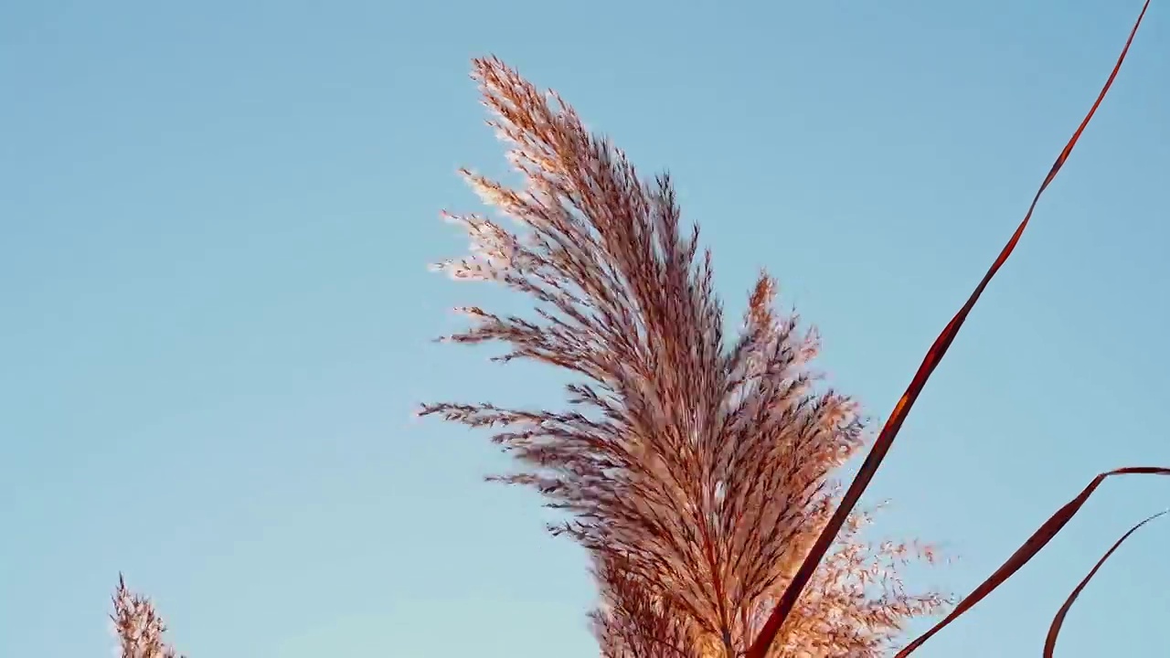 秋天唯美芦苇花空镜视频素材