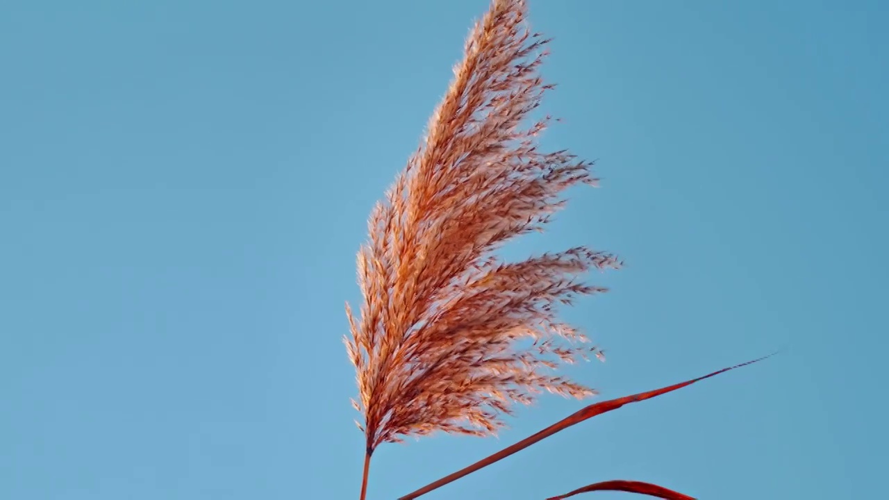 秋天唯美芦苇花空镜视频素材