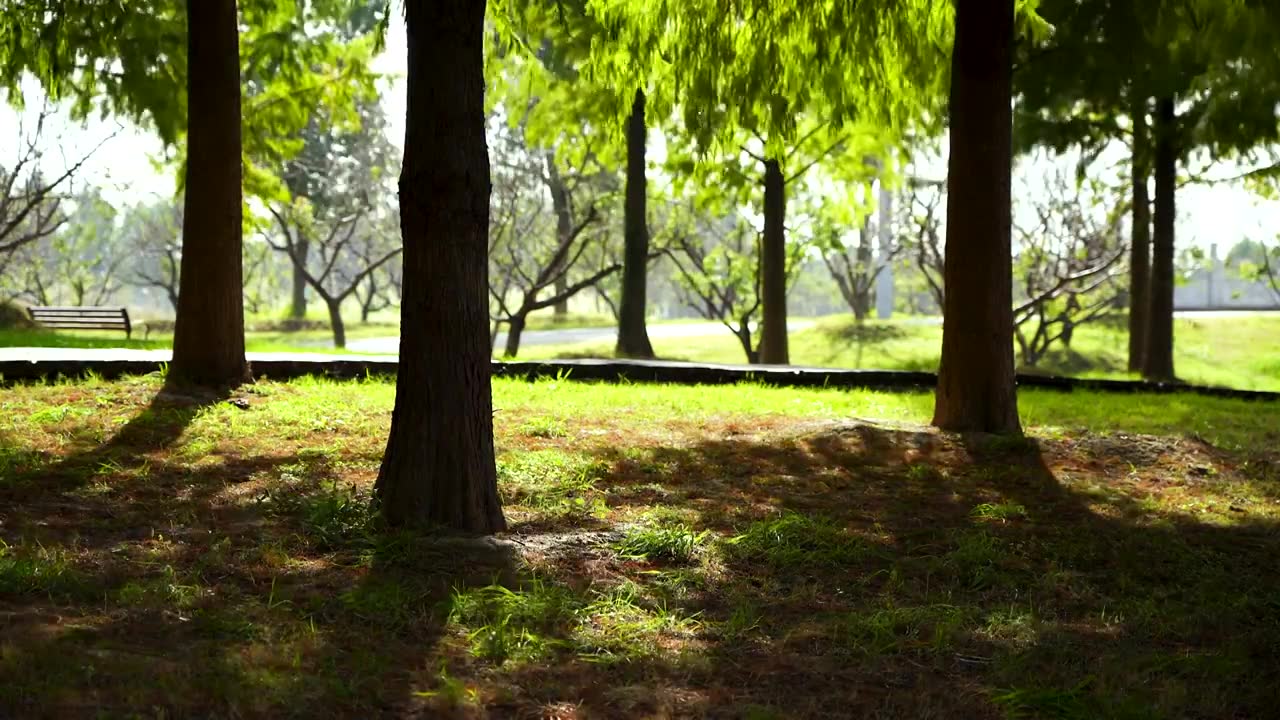 阳光透过树叶，房地产小区园林绿化美好生活场景视频素材