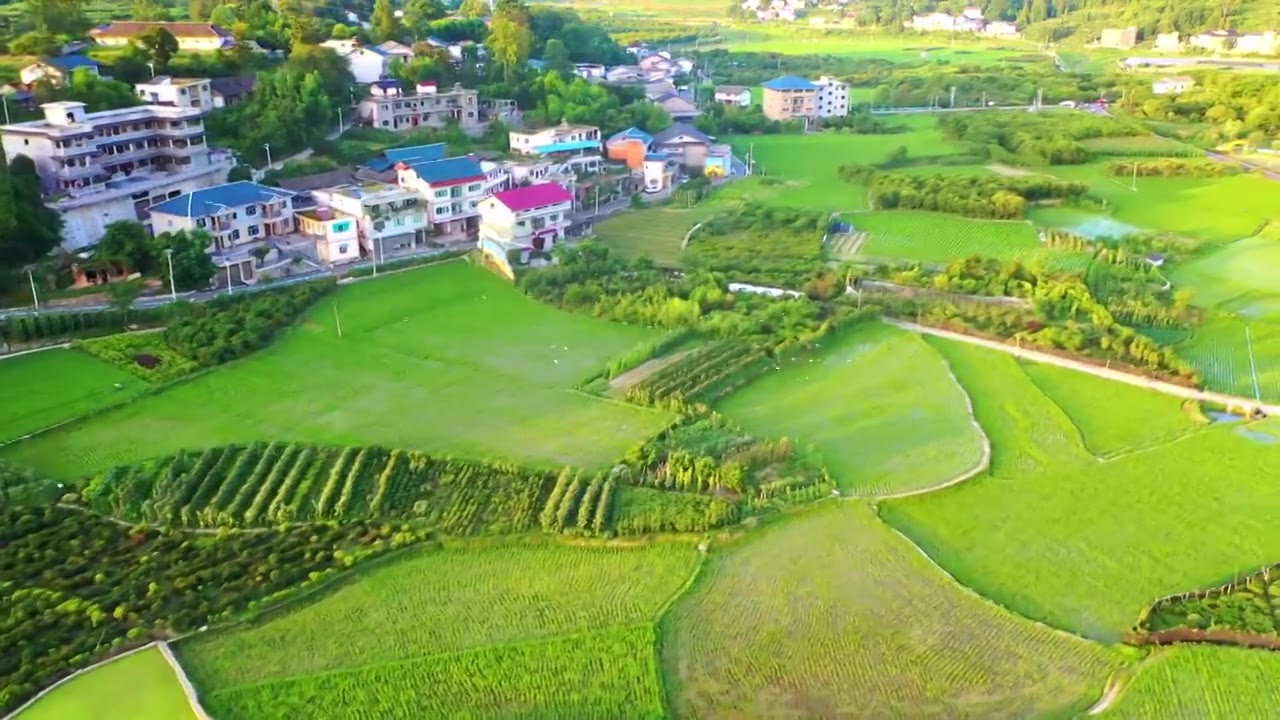 夏天稻田 水稻 田园 乡村航拍视频素材