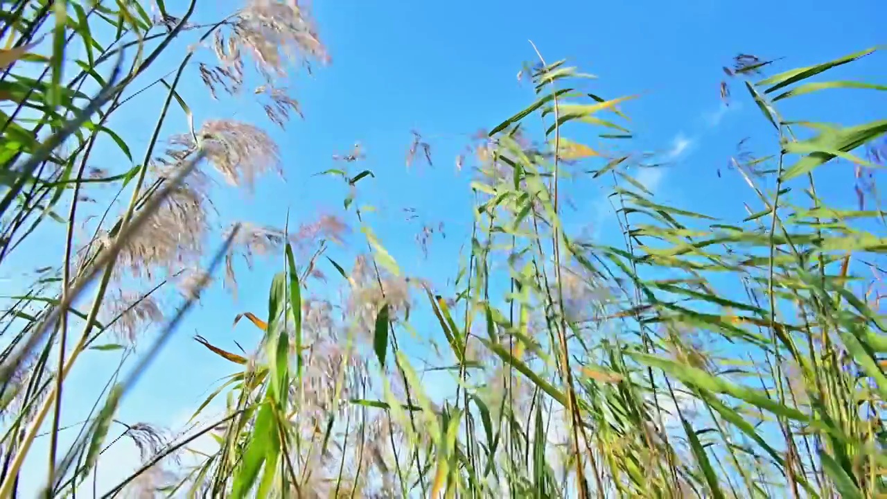 秋天蓝天芦苇视频素材