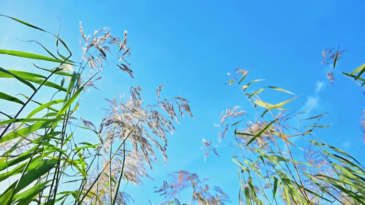 秋天蓝天芦苇视频素材