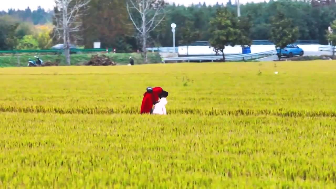 【6分钟】万亩金色水稻田视频素材