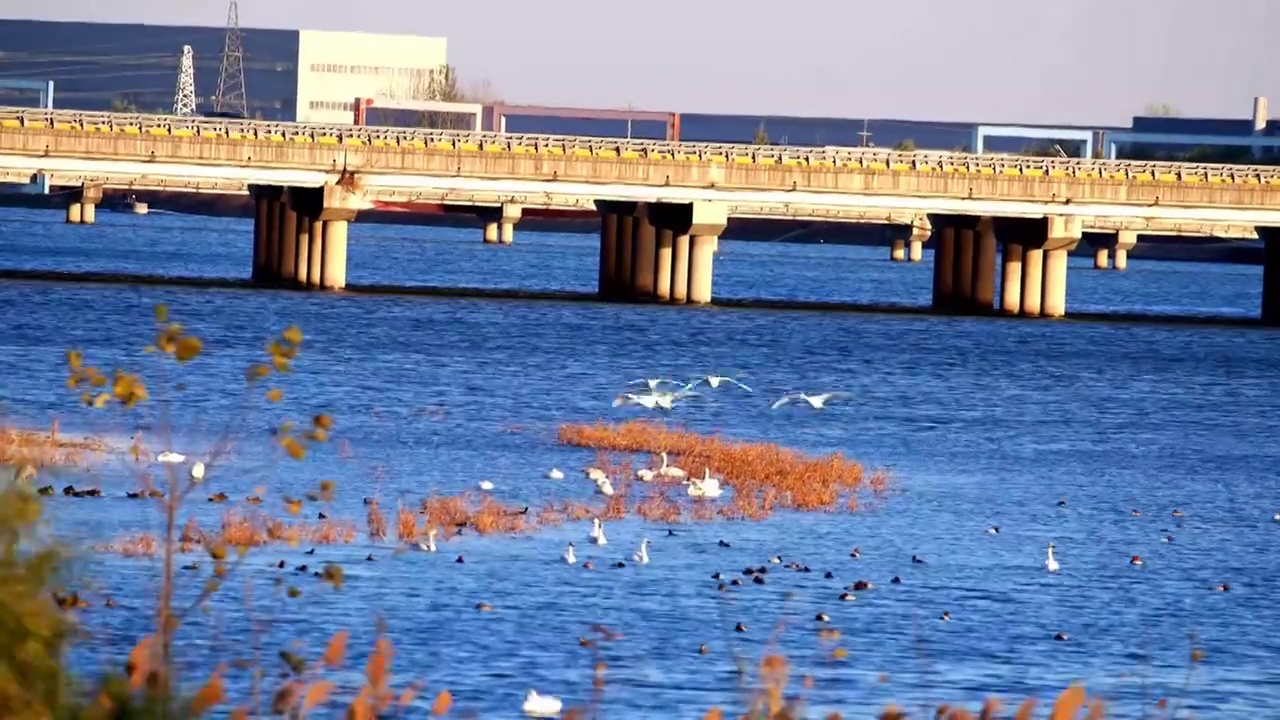 山东日照市白鹭湾湿地越冬的天鹅视频素材