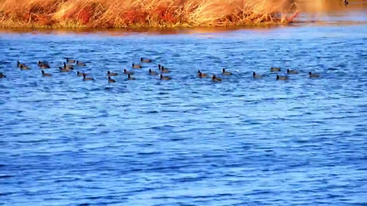 山东日照市白鹭湾湿地鸟类乐园视频素材