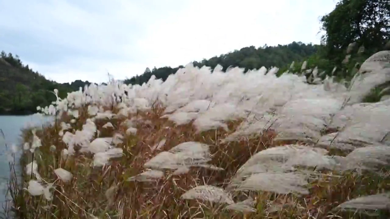 随风飘摇的芦苇荡视频素材