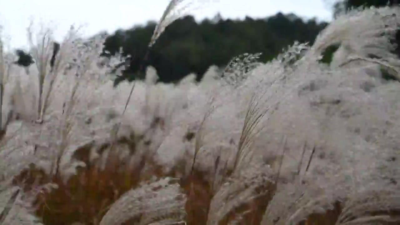 随风飘摇的芦苇荡视频素材