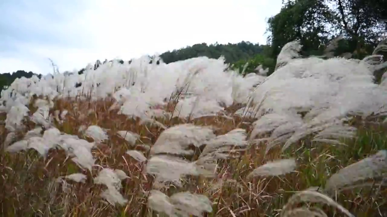 随风飘摇的芦苇荡视频下载