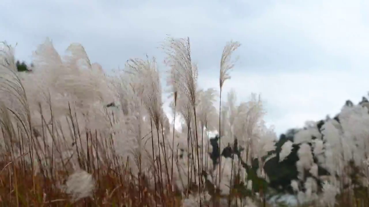 随风飘摇的芦苇荡视频素材