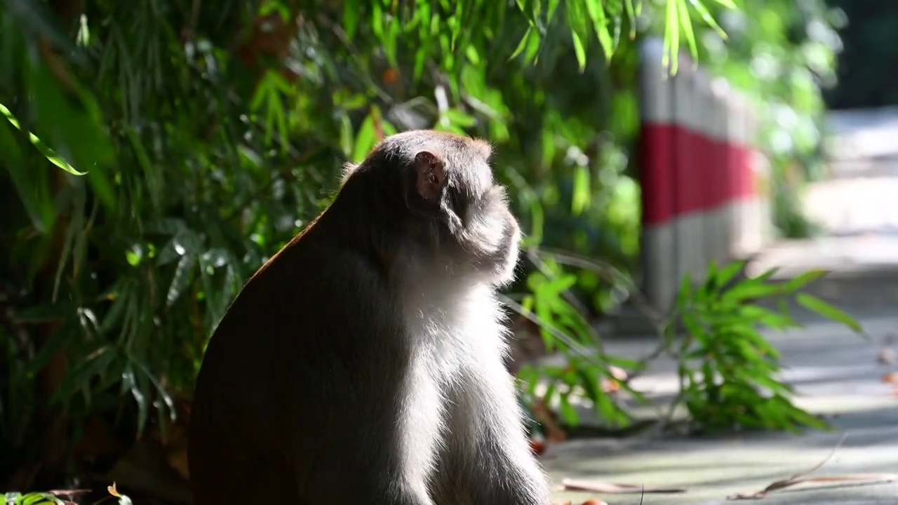 竹林下休息的老年猕猴视频下载