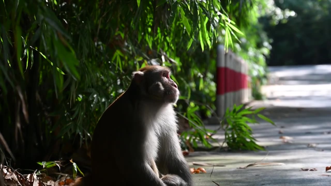 竹林下休息的老年猕猴视频下载