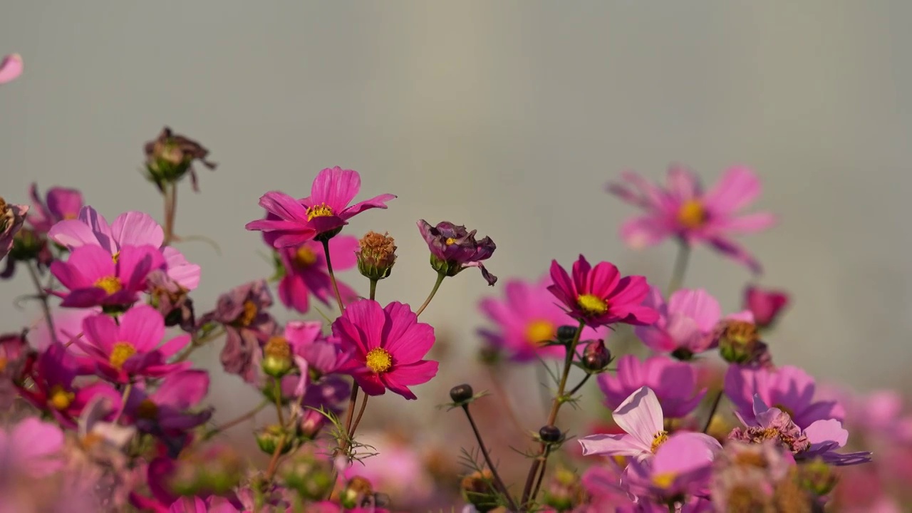 阳光下盛开的格桑花视频素材