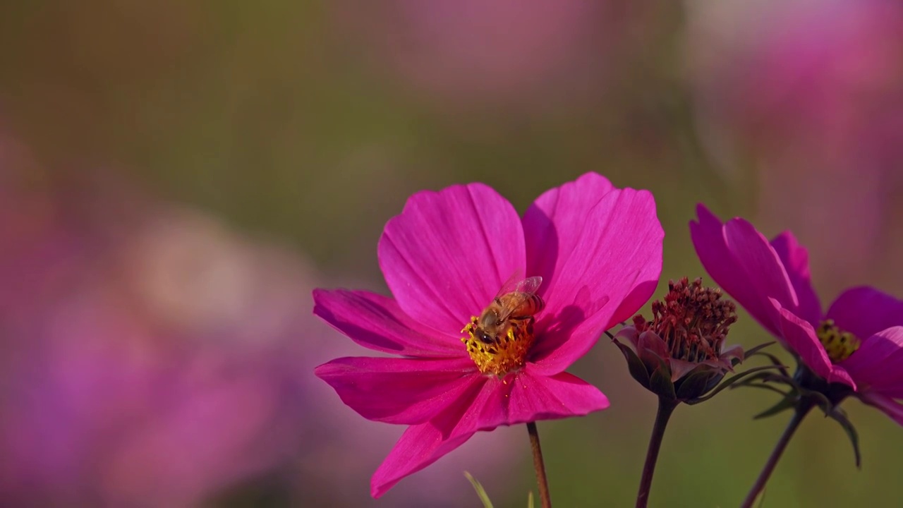 阳光下盛开的格桑花视频素材