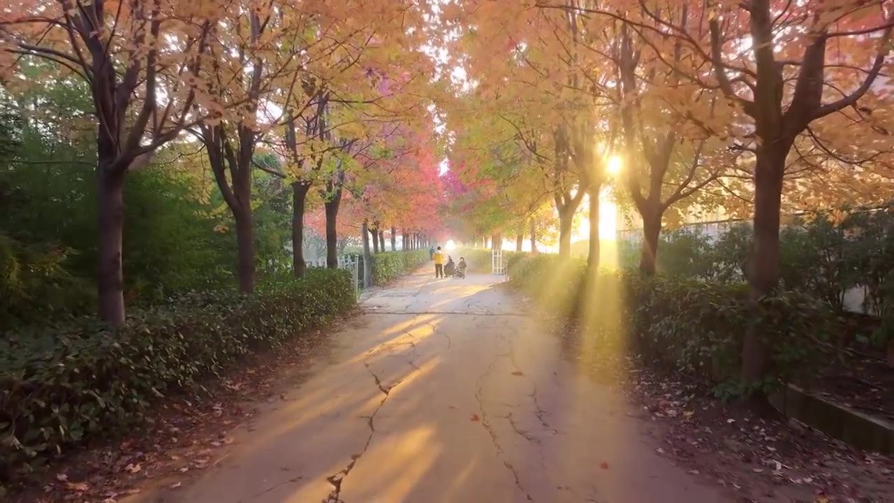 苏州工业园区阳澄湖半岛秋天清晨红枫与耶稣光风景视频下载