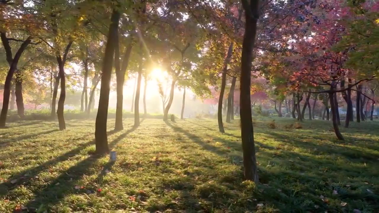 苏州吴中木渎天平山秋天清晨红枫风景与耶稣光风景航拍视频下载