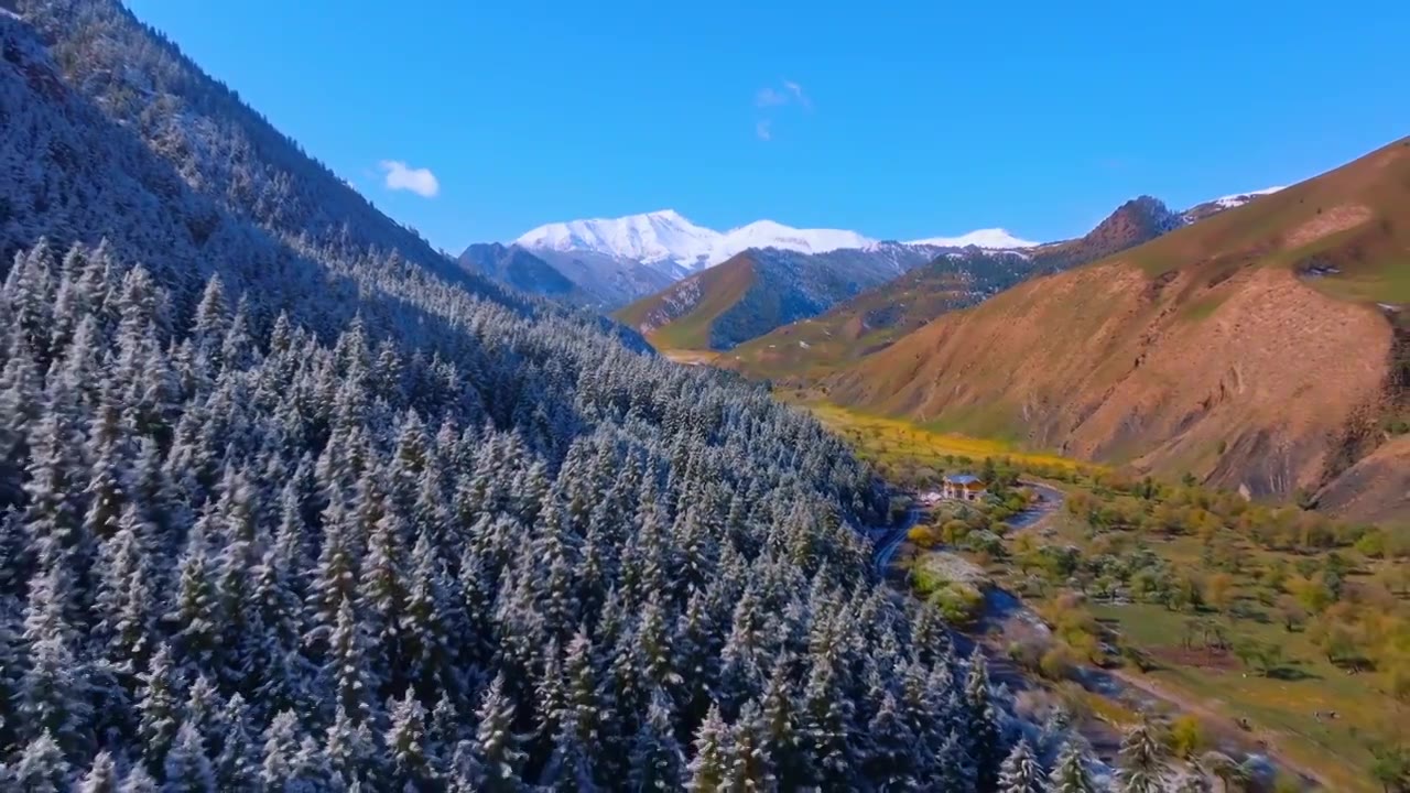 深秋雪后的祁连山云杉林视频下载