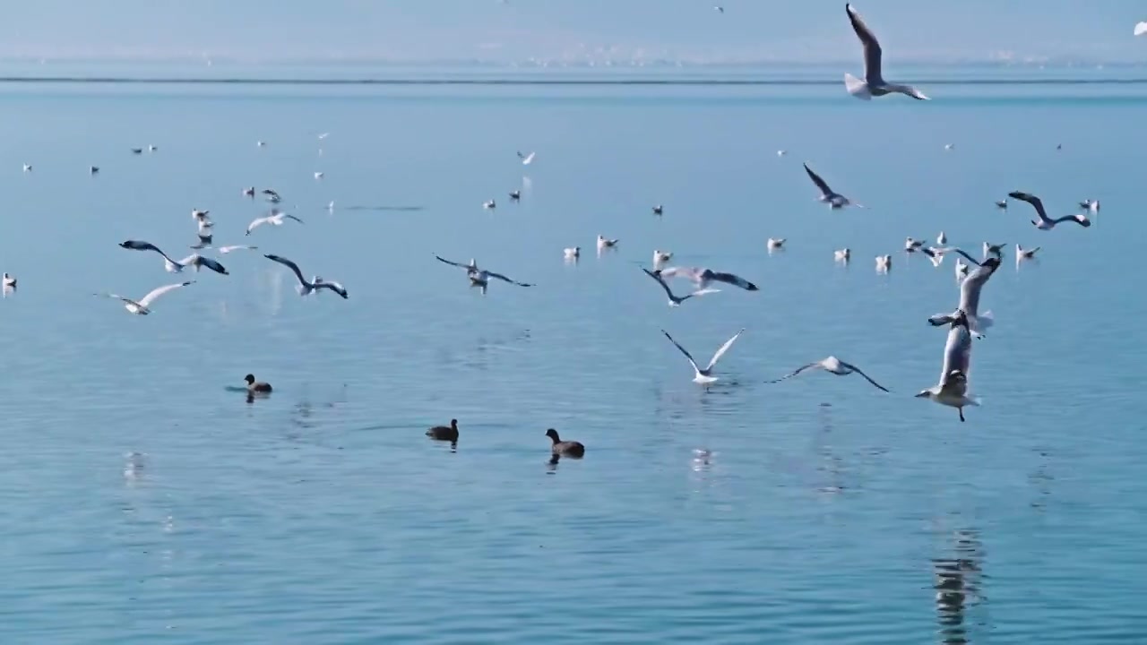 云南大理洱海海鸥视频素材