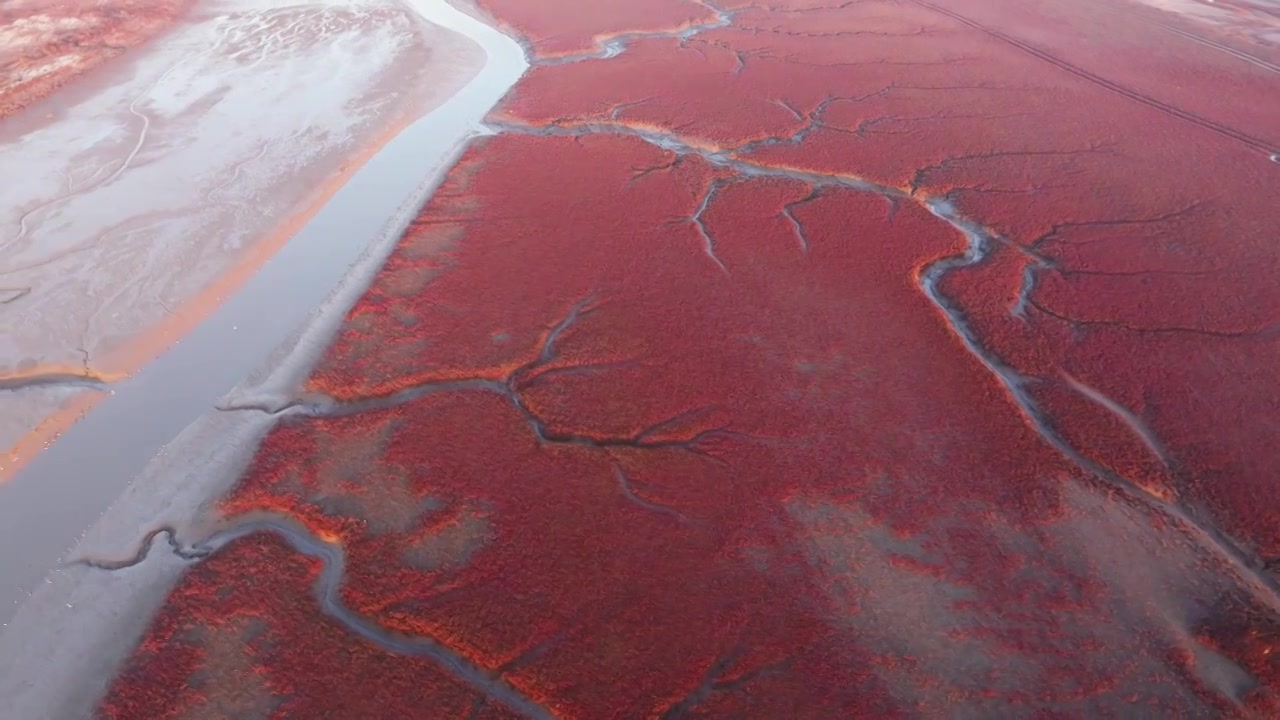 航拍青岛胶州的红海滩湿地视频下载